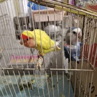 طوطی برزیلی مولد با جوجه