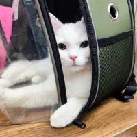 گربه اسکاتیش