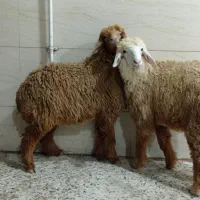بره|حیوانات مزرعه|بندر گناوه, |دیوار
