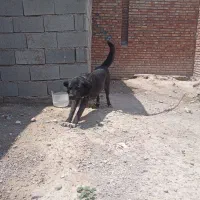 نگهبان واقعی