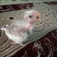 جوجه البینو دوکت سرلاکی عروس دستی مینا کفتر مهردار