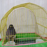 مرغ مینا