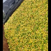 خریدار  لیمو  تازه عمده ای هستم