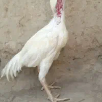 خروس|حیوانات مزرعه|زاهدان, |دیوار