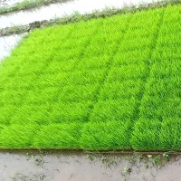 توم نشا هاشمی پر محصول