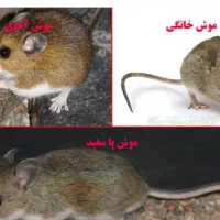 سمپاشی باسم پاشی فرق داره باضمانت