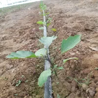 بخاری گلخونه