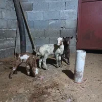 تعدادی بره و بزغاله