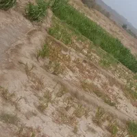 دزک-زمین-تجاری-کنار-مدرسه-دینی-مفتی-مراد