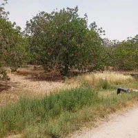 زمین پسته جای خوب برای خونه خونه باغ