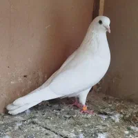 کبوتر