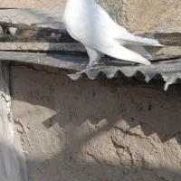 کبوتر مایه...