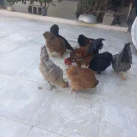 مرغ و خروس