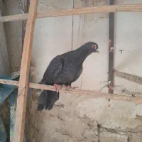 سه عدد کفتر فروشی زیر قیمت