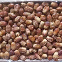 خرمای زاهدی مرغوب، عمده و خرد