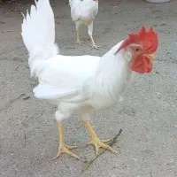 خروس|حیوانات مزرعه|هشتگرد, کوی یاران|دیوار