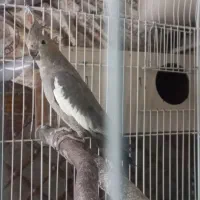 فروش عروس هلندی نر سخنگو کامل واضح