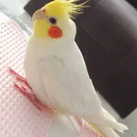 گمشده