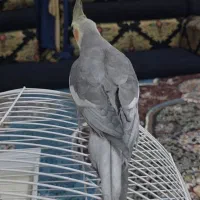 عروس هلندی