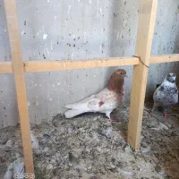 کفتر یا کبوتر پرشی غریب گیری
