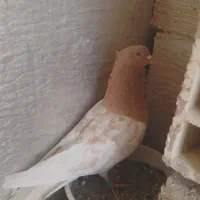 یک جفت کله زرد