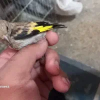 ارسال به تمامی شهرا