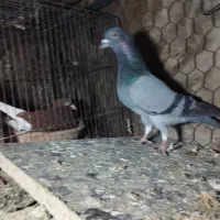 کفتر پرشی عالی