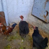 ۲ عدد مرغ و ۱ عدد خروس محلی