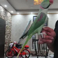 شاه طوطی نر عتیقه و رام کلام بالا