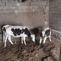 گاو با گوساله