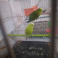 فروش جفت مرغ عشق نر درشت و ماده اسپانگل
