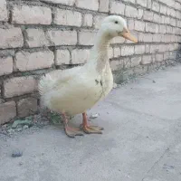 اردک