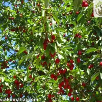 آلبالو فروشی سر درختی تو باغ