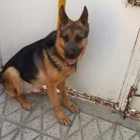 سگ ژرمن|سگ|قوچان, |دیوار