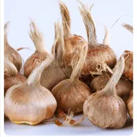 خرید و فروش پیاز زعفران با بهترین قیمت