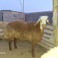 بره نر اصل افشارمخصوص قوچی  ۶۵ کیلو وزن و۸ماه سن