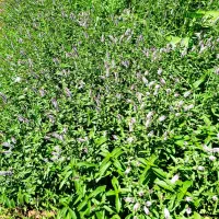 سبزی نعناع