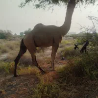 شتر نر داشتی