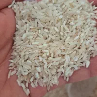 برنج شمال دیم اورگانیک