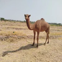 شترنر لوک