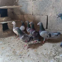 کفتر پلاکی