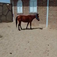 مادیان کهر آبستن،کلاسیک