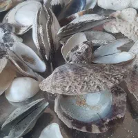 کلکسیون کامل صدف ها و گنجینه های خلیج فارس
