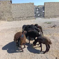 11 راس .بره قره قزل و قزل افشار