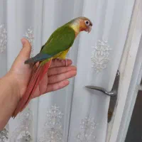 گرینچیک اناناسی دبل رد دوماهه دستی