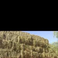 یونجه