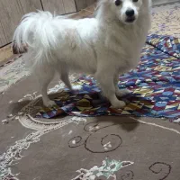 سگ اشپیتز روباهی