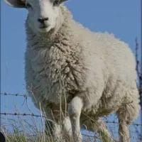 گوسفند زنده