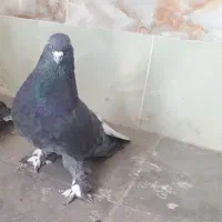 کبوتر پر پر
