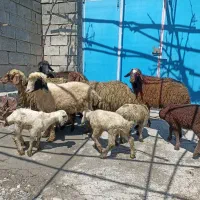 گوسفند و بره